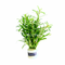 Rotala ramosior 'Red Cross' live aquarium plant, view 4