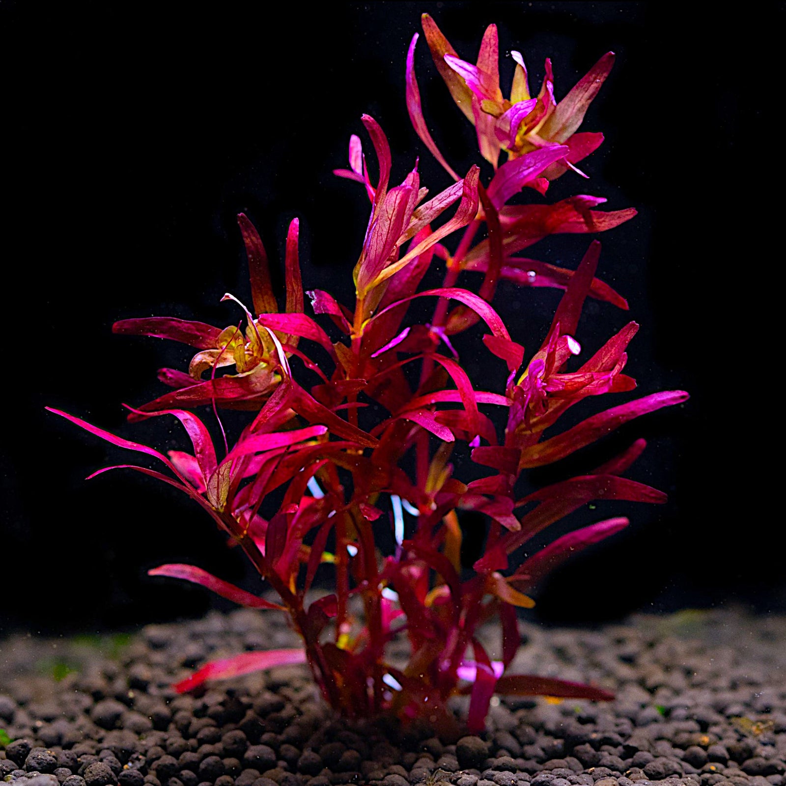 Rotala rotundifolia Blood Red growing in planted aquarium tank