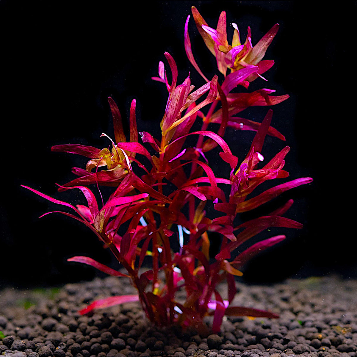 Rotala rotundifolia Blood Red growing in planted aquarium tank