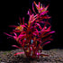 Rotala rotundifolia Blood Red growing in planted aquarium tank