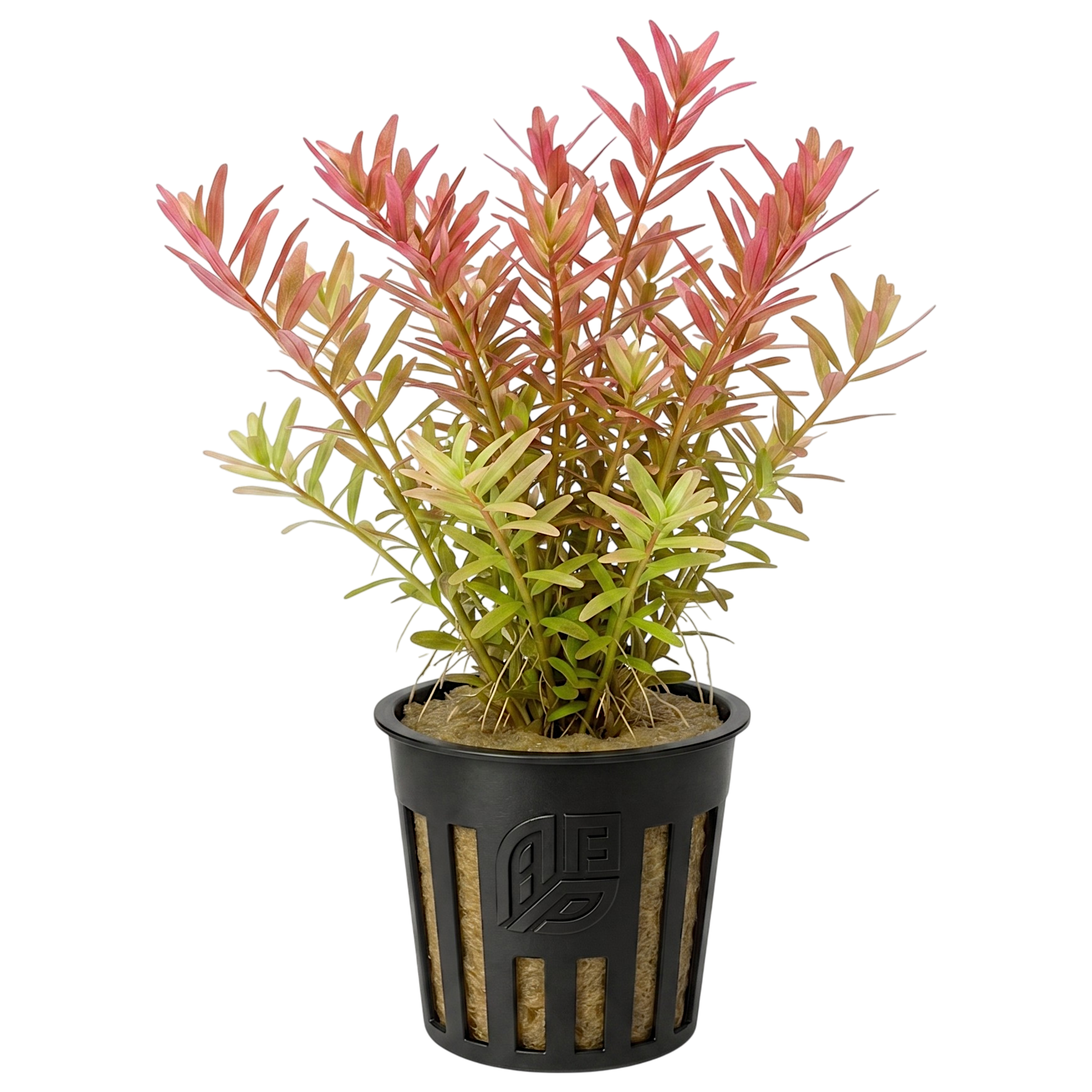 A potted live Rotala Rotundifolia aquatic plant with green and pink leafy stems in a black plastic basket pot.