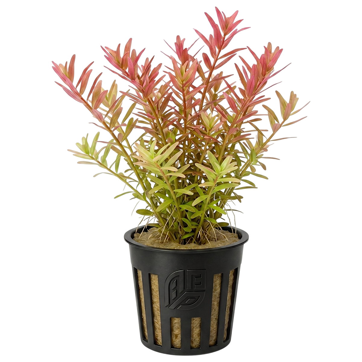 A potted live Rotala Rotundifolia aquatic plant with green and pink leafy stems in a black plastic basket pot.