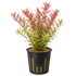 A potted live Rotala Rotundifolia aquatic plant with green and pink leafy stems in a black plastic basket pot.