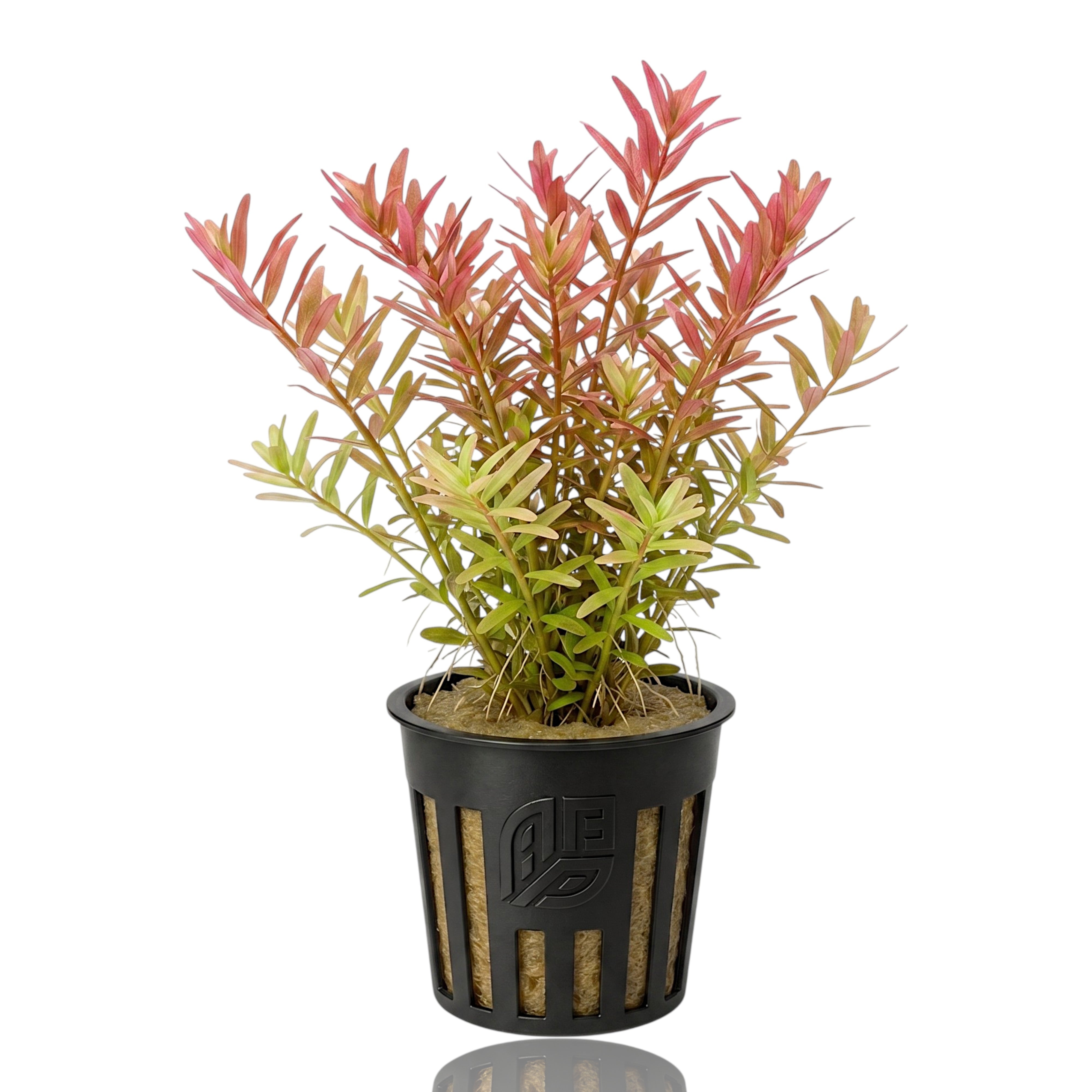 Potted live Rotala Rotundifolia aquarium stem plant featuring upright stems with small, round green to pinkish-red leaves, planted in rockwool inside a black plastic net pot.