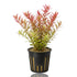 Potted live Rotala Rotundifolia aquarium stem plant featuring upright stems with small, round green to pinkish-red leaves, planted in rockwool inside a black plastic net pot.
