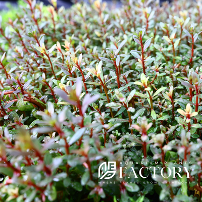 Rotala sunset, also known as Rotala ramosior 'Sunset', is a popular aquatic plant among aquarium hobbyists due to its vibrant coloration and slow growth rate. Its long, thin leaves can range from green to orange-red depending on the lighting and nutrient conditions. 
