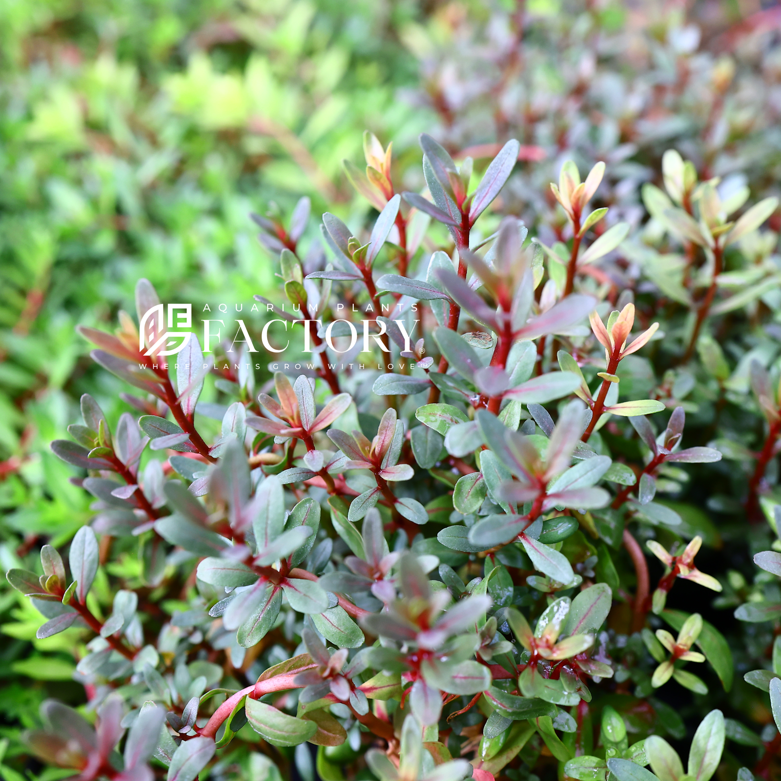 Rotala sunset requires moderate to high lighting and regular fertilization to thrive, and it can make a beautiful addition to any freshwater aquarium, especially when used for aquascaping purposes. This plant is also valuable for its ability to provide oxygenation and nutrient absorption, making it a beneficial asset for maintaining a healthy aquatic environment. 