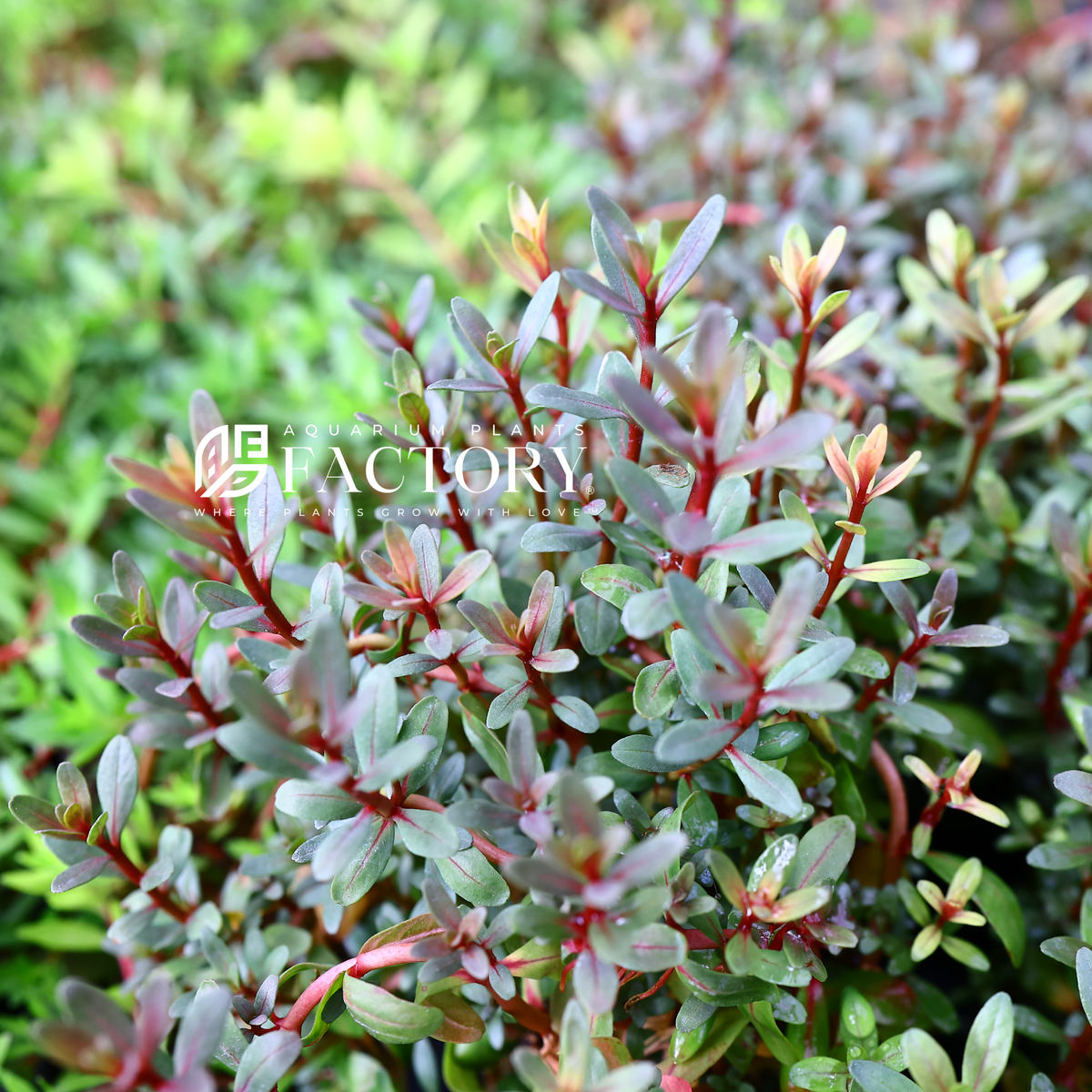 Rotala Sunset aquarium plant, photo 2
