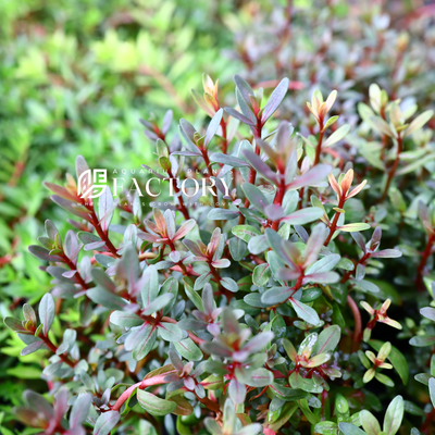 Rotala sunset requires moderate to high lighting and regular fertilization to thrive, and it can make a beautiful addition to any freshwater aquarium, especially when used for aquascaping purposes. This plant is also valuable for its ability to provide oxygenation and nutrient absorption, making it a beneficial asset for maintaining a healthy aquatic environment. 