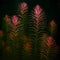 Rotala wallichii with fine red needle-like leaves in aquarium background