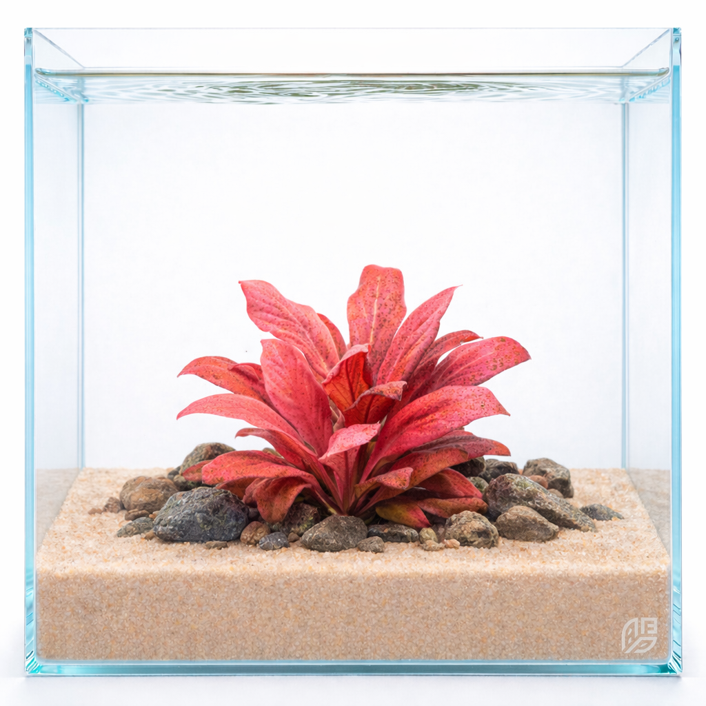 Samolus parviflorus red aquatic plant growing in a sand substrate aquascape with decorative rocks inside a clear glass aquarium on white background