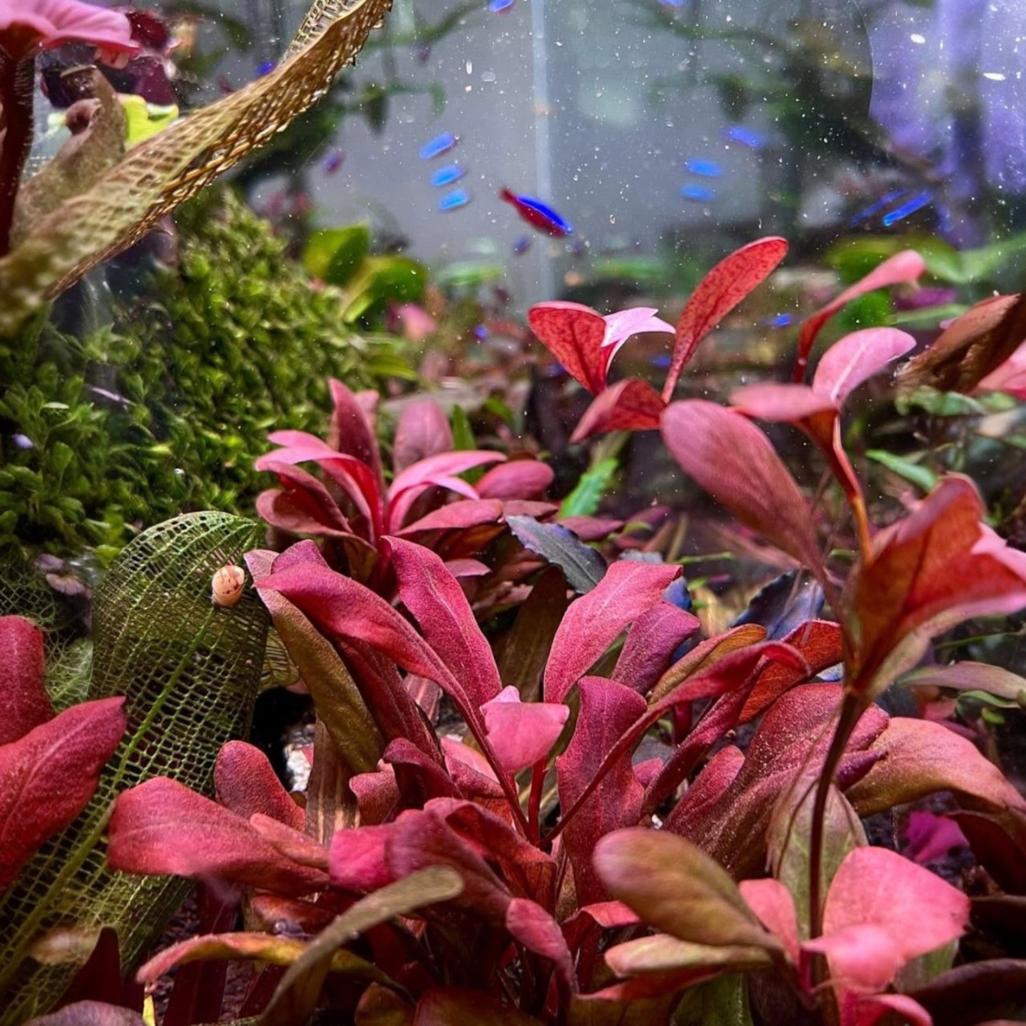 Lysimachia parvifolia, also traded under the name Samolus parviflorus 'Red', is a rare and visually captivating aquatic plant originating from the limestone-rich rivers of Guangxi, South China. Celebrated for its vivid red coloration and compact rosette growth form, this plant offers both visual appeal and ease of care
