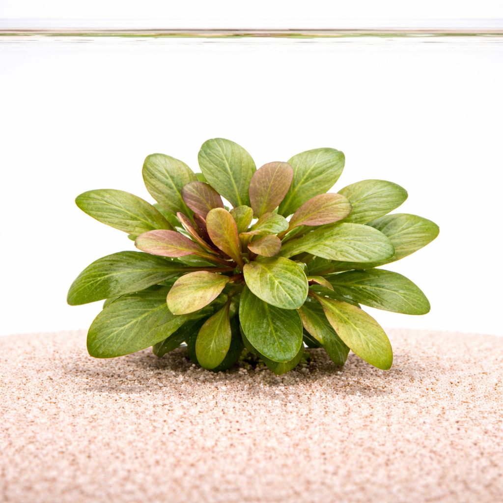 Samolus parviflorus red aquarium plant with compact rosette leaves growing in sand substrate