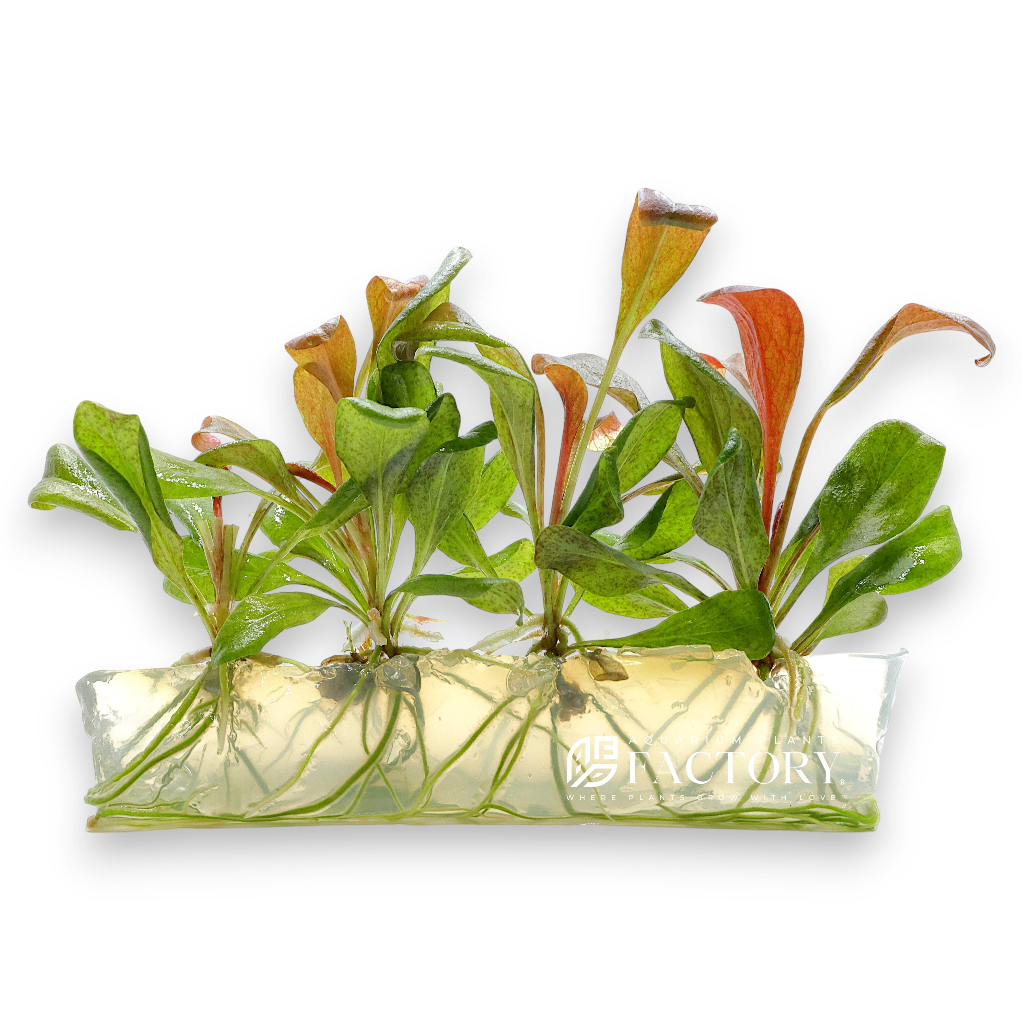 Top view of Samolus parviflorus Red vitro culture showing compact red-toned growth inside a bag