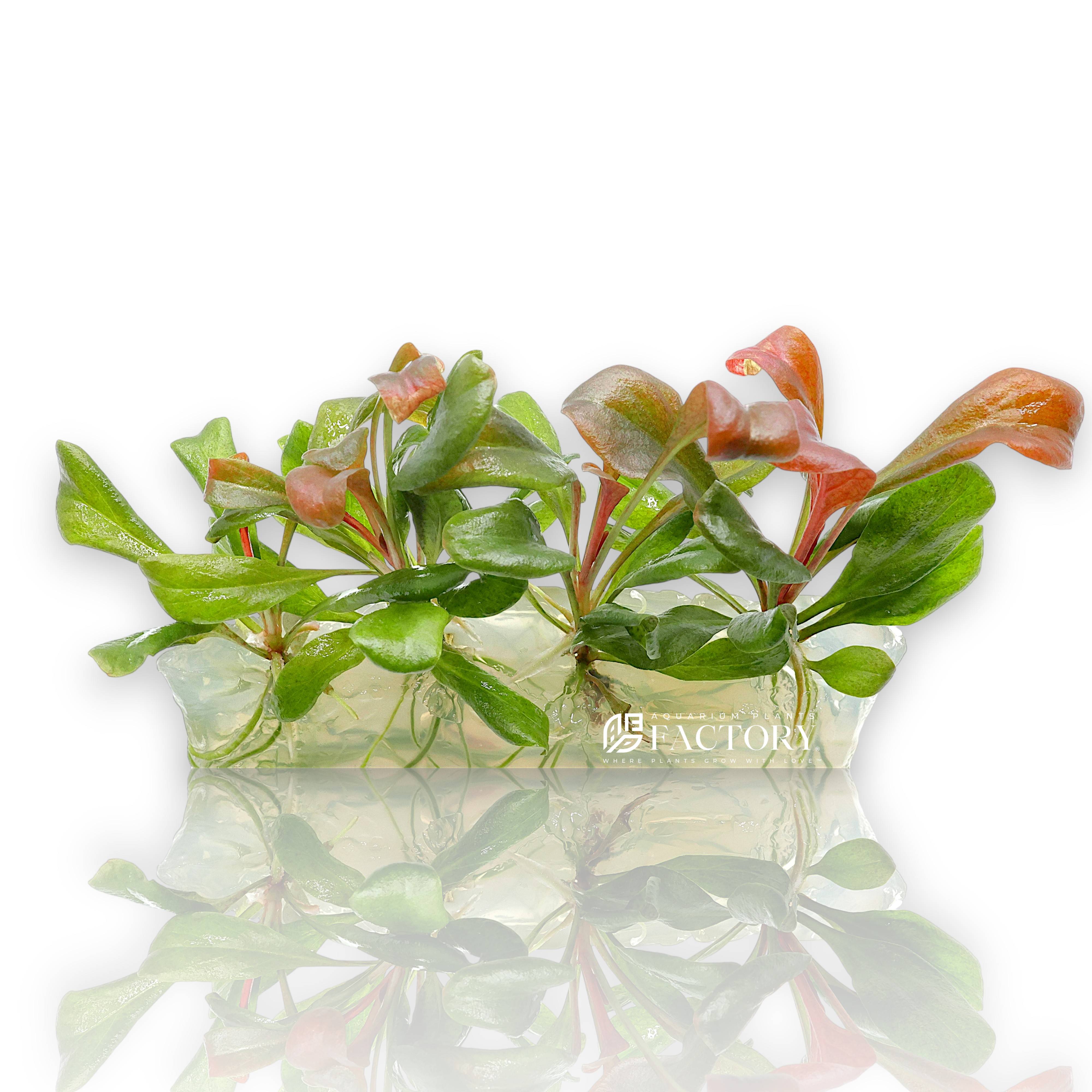 Samolus parviflorus Red tissue culture plant in sealed clear bag with vibrant reddish-green leaves