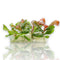 Samolus parviflorus Red tissue culture plant in sealed clear bag with vibrant reddish-green leaves