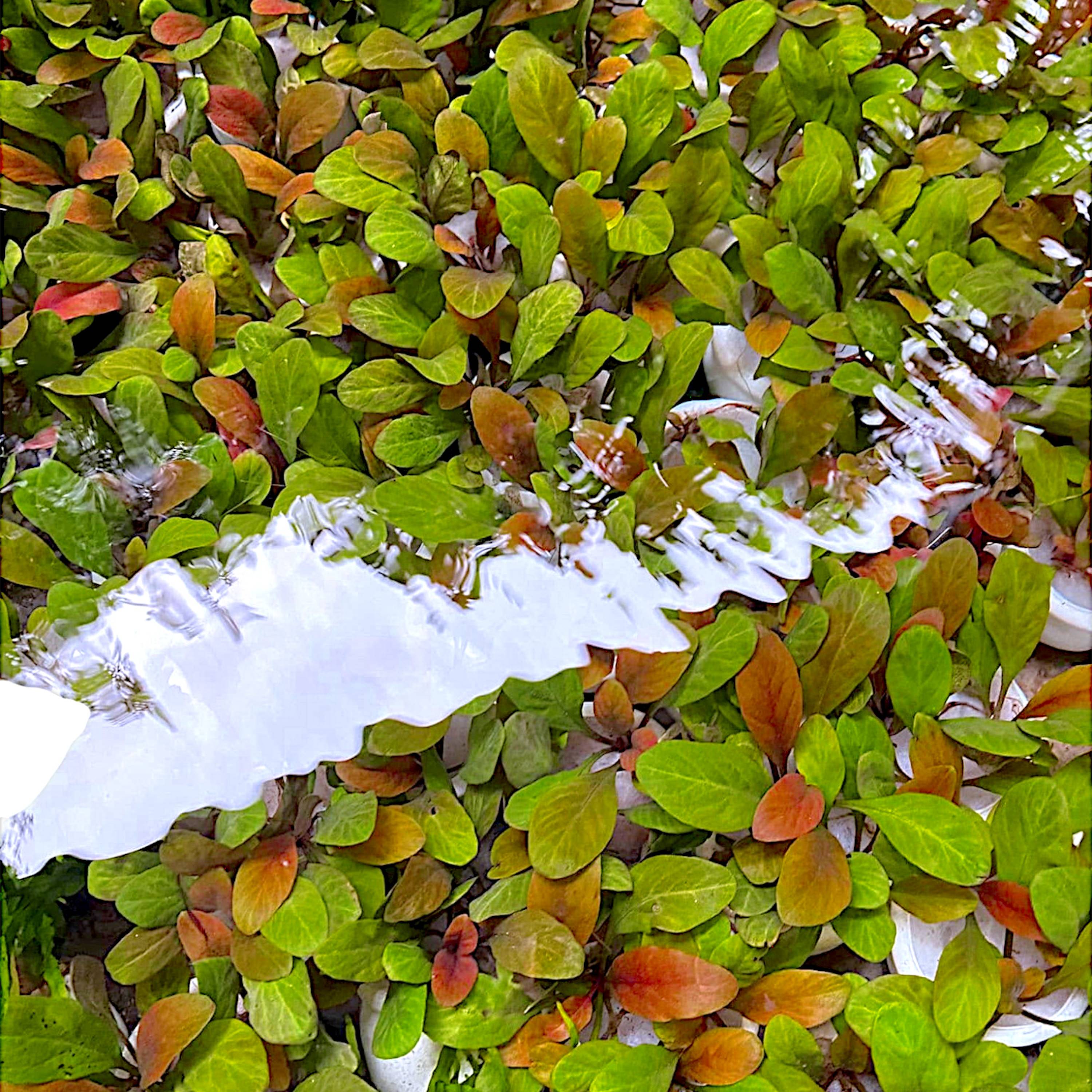Samolus parviflorus turning vibrant red in a submerged freshwater aquarium, displaying compact rosette-shaped leaves against a natural aquascape background.