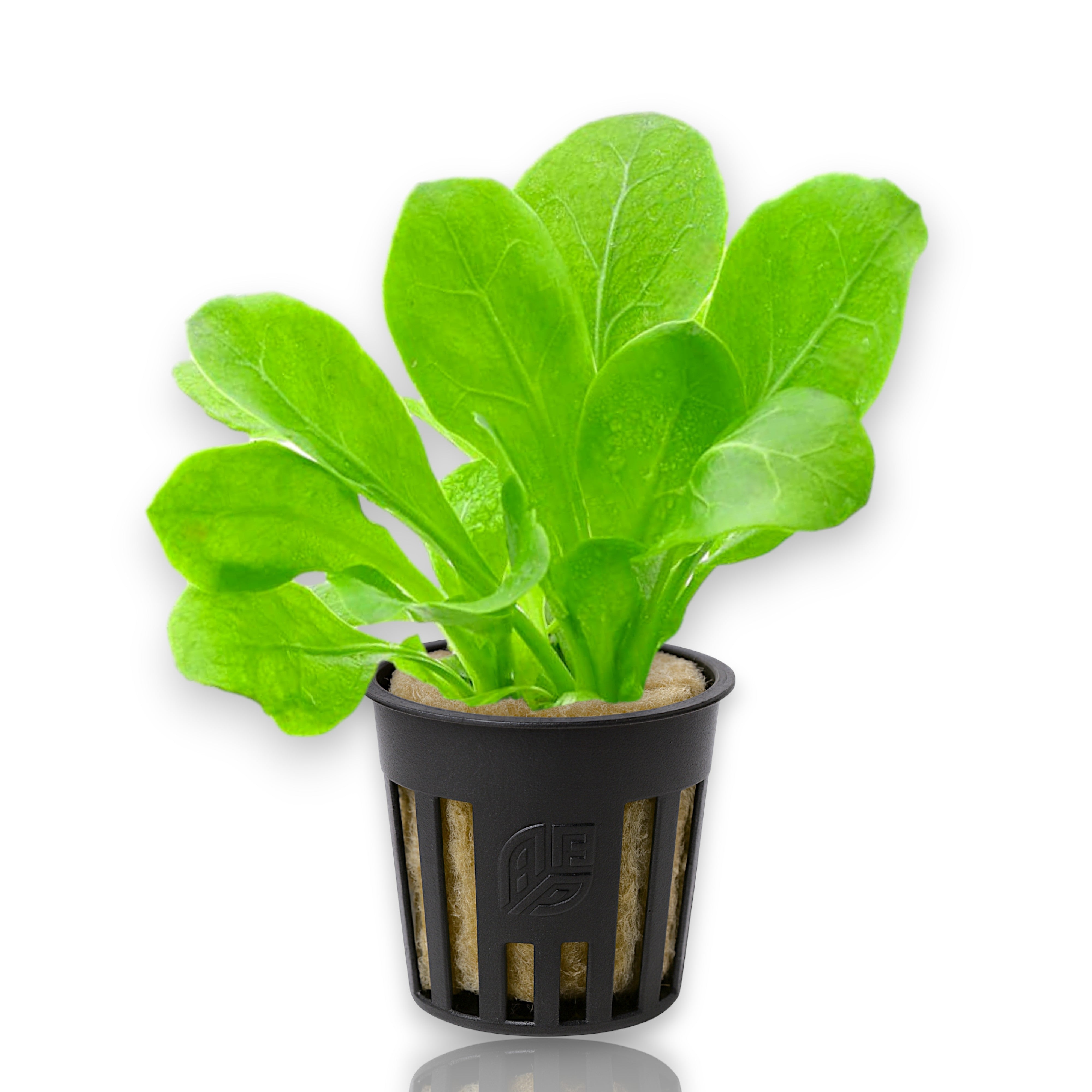 APF Samolus valerandi potted aquarium plant with vibrant green leaves in rock wool and net pot.