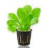 APF Samolus valerandi potted aquarium plant with vibrant green leaves in rock wool and net pot.