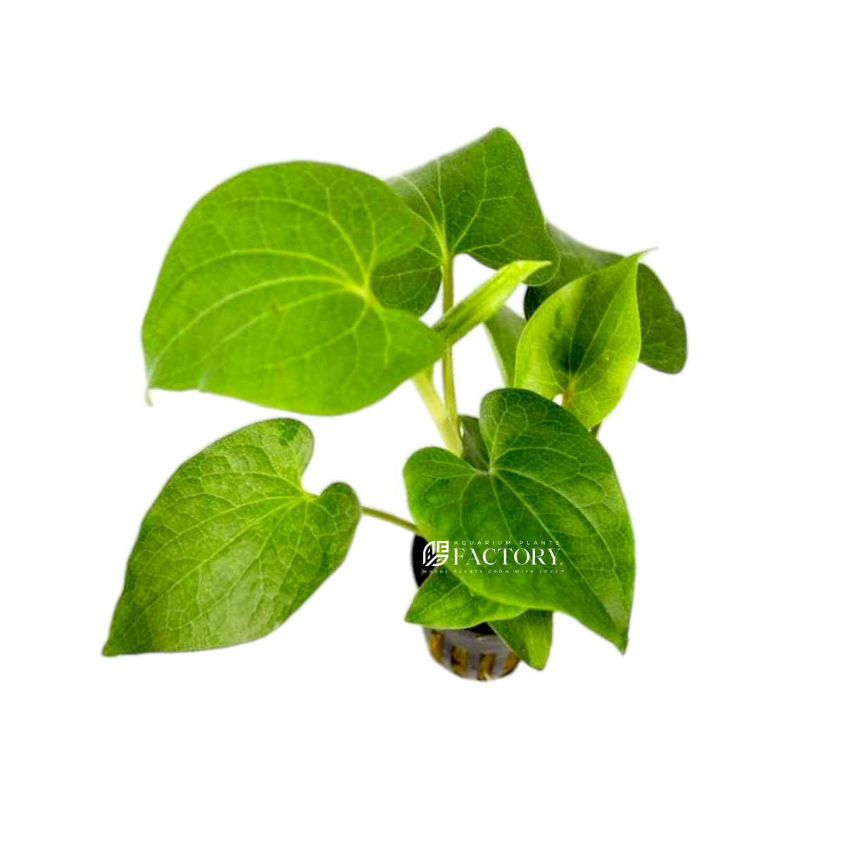 Saururus Cernuus (Lizard's Tail) aquarium plant, photo 2