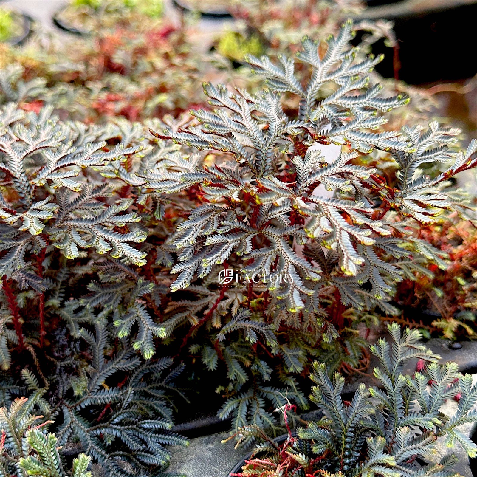 Close-up of Selaginella erythropus Ruby Red Clubmoss thriving in a humid environment