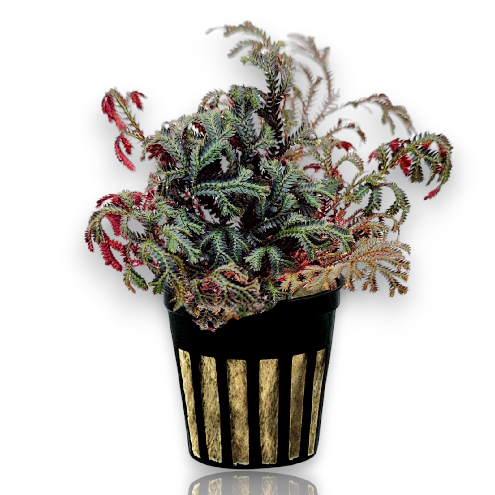 Selaginella erythropus Ruby Red Clubmoss with green and red fronds in terrarium
