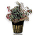 Selaginella erythropus Ruby Red Clubmoss with green and red fronds in terrarium