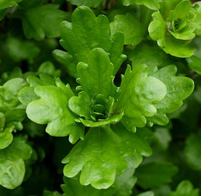Shinnersia Rivularis, commonly known as Mexican Oakleaf, is a species of aquatic plant native to the southern United States and northeastern Mexico. It is a member of the water-primrose family, which includes other popular aquatic plants like Ludwigia and Limnophila.