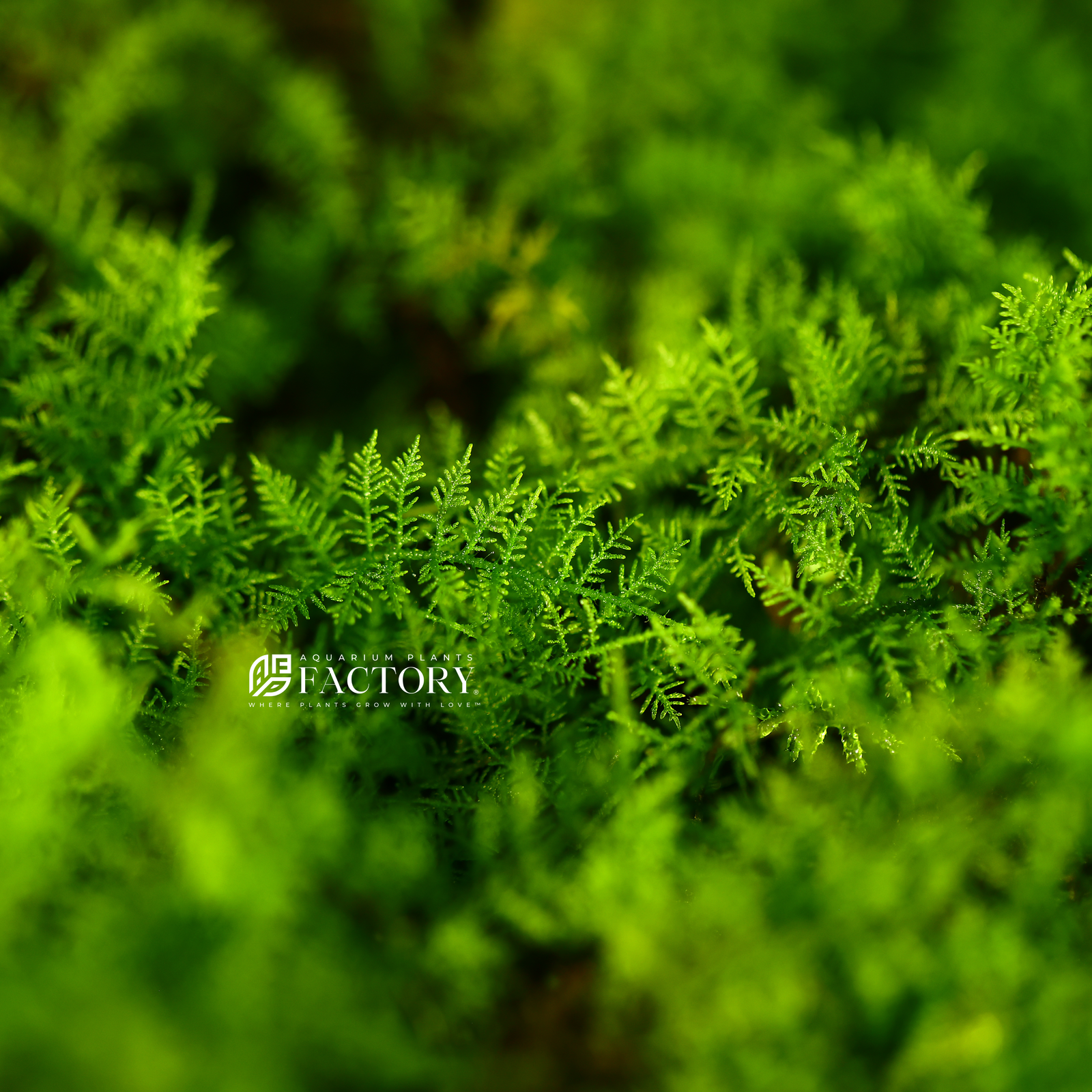 Snowflake Moss is an uncommon and captivating aquarium moss known for its distinctive triangle, snowflake-shaped leaves. This rare moss stands out with its unique appearance but requires more attention compared to popular mosses like Java Moss (Vesicularia sp. and Taxiphyllum sp.) due to its extremely slow growth.