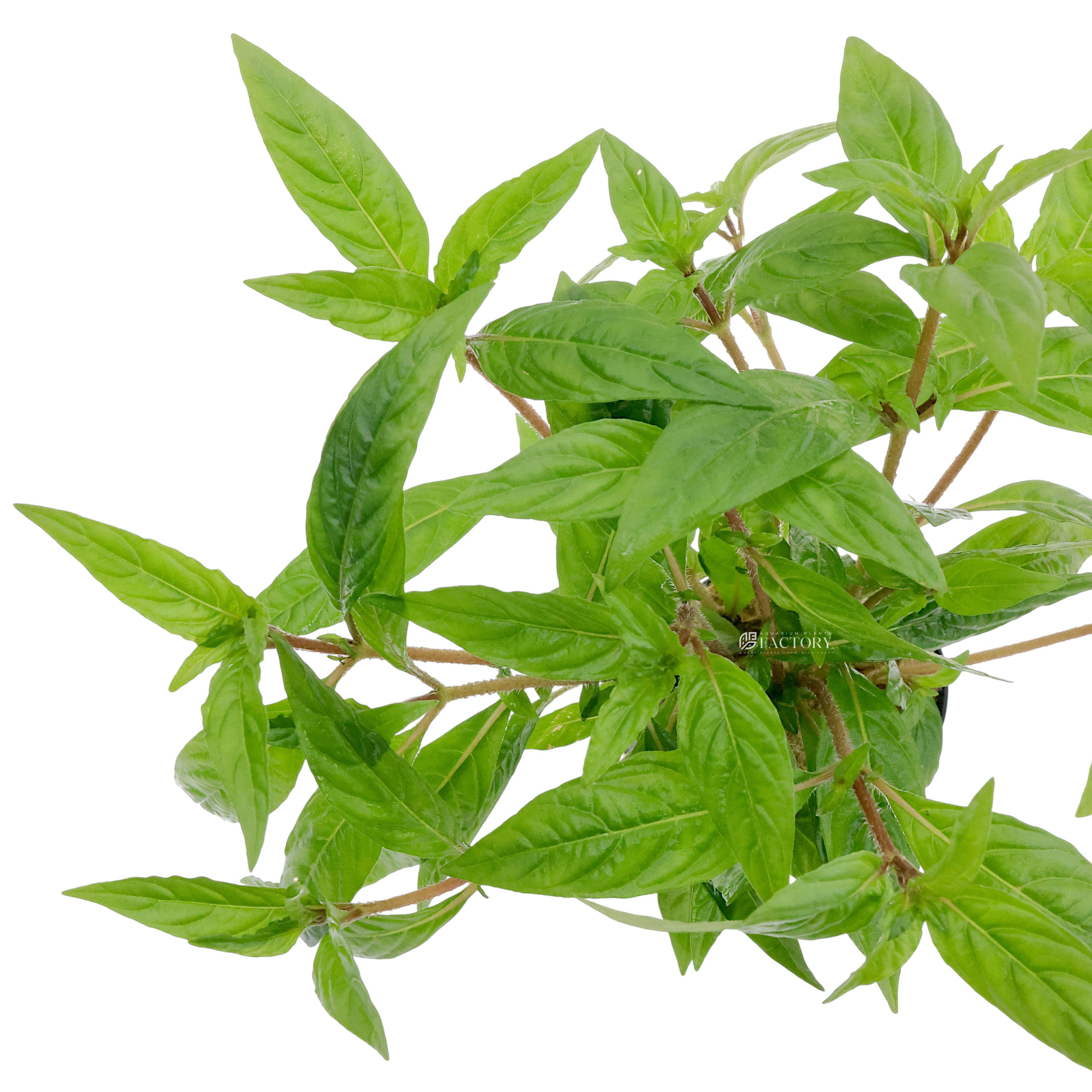 Close-up of Staurogyne Porto Velho aquarium plant with compact stems and narrow green leaves, ideal for foreground aquascaping.