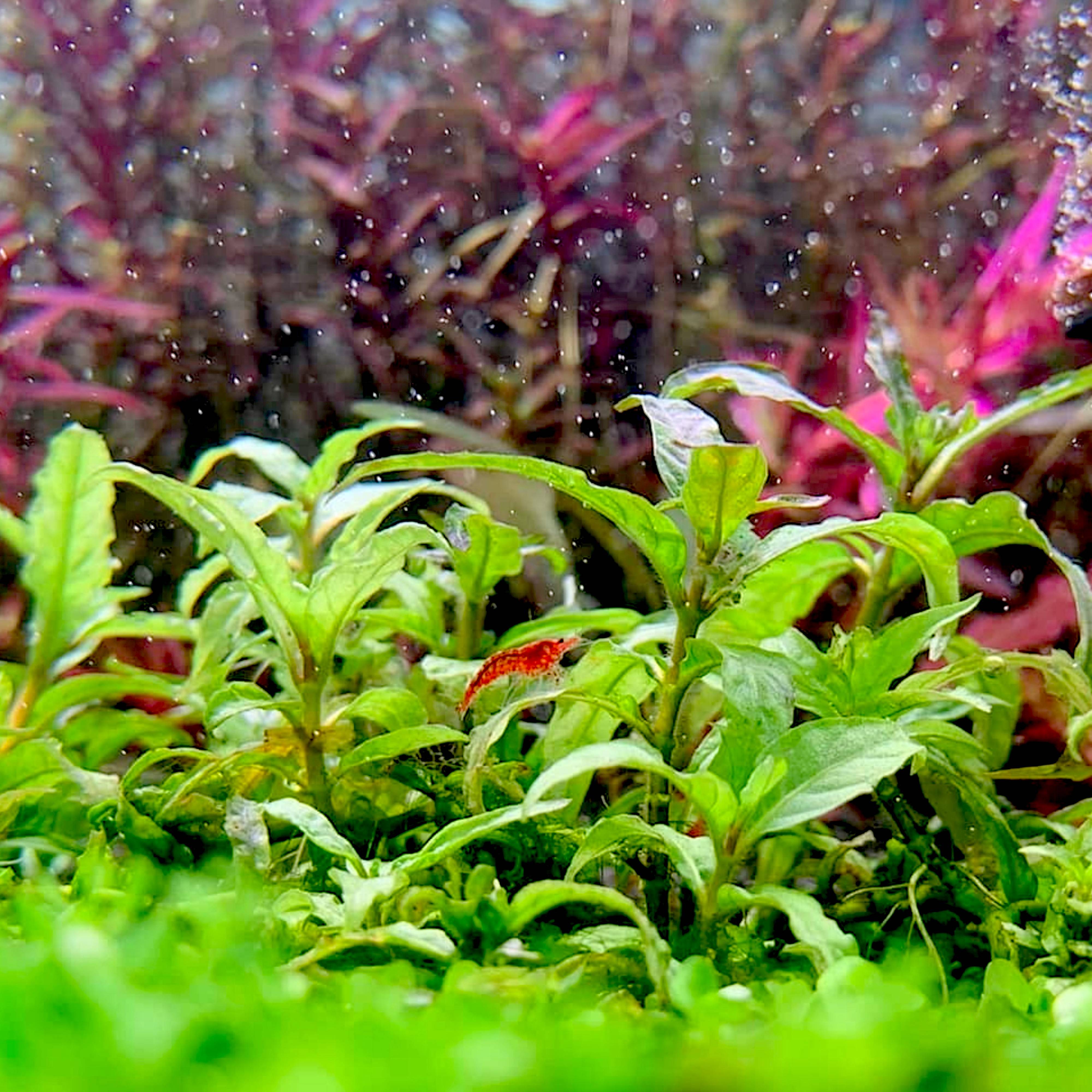 Staurogyne sp. 'Porto Velho', also known as Porto Velho Staurogyne, is a rare and captivating foreground plant with origins in the Brazilian states of Rondônia and Roraima.