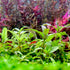 Staurogyne sp. 'Porto Velho', also known as Porto Velho Staurogyne, is a rare and captivating foreground plant with origins in the Brazilian states of Rondônia and Roraima.