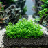 A small, dense cluster of bright green Staurogyne repens growing in a black gravel bed inside an aquarium, with blurred rocks and water in the background.