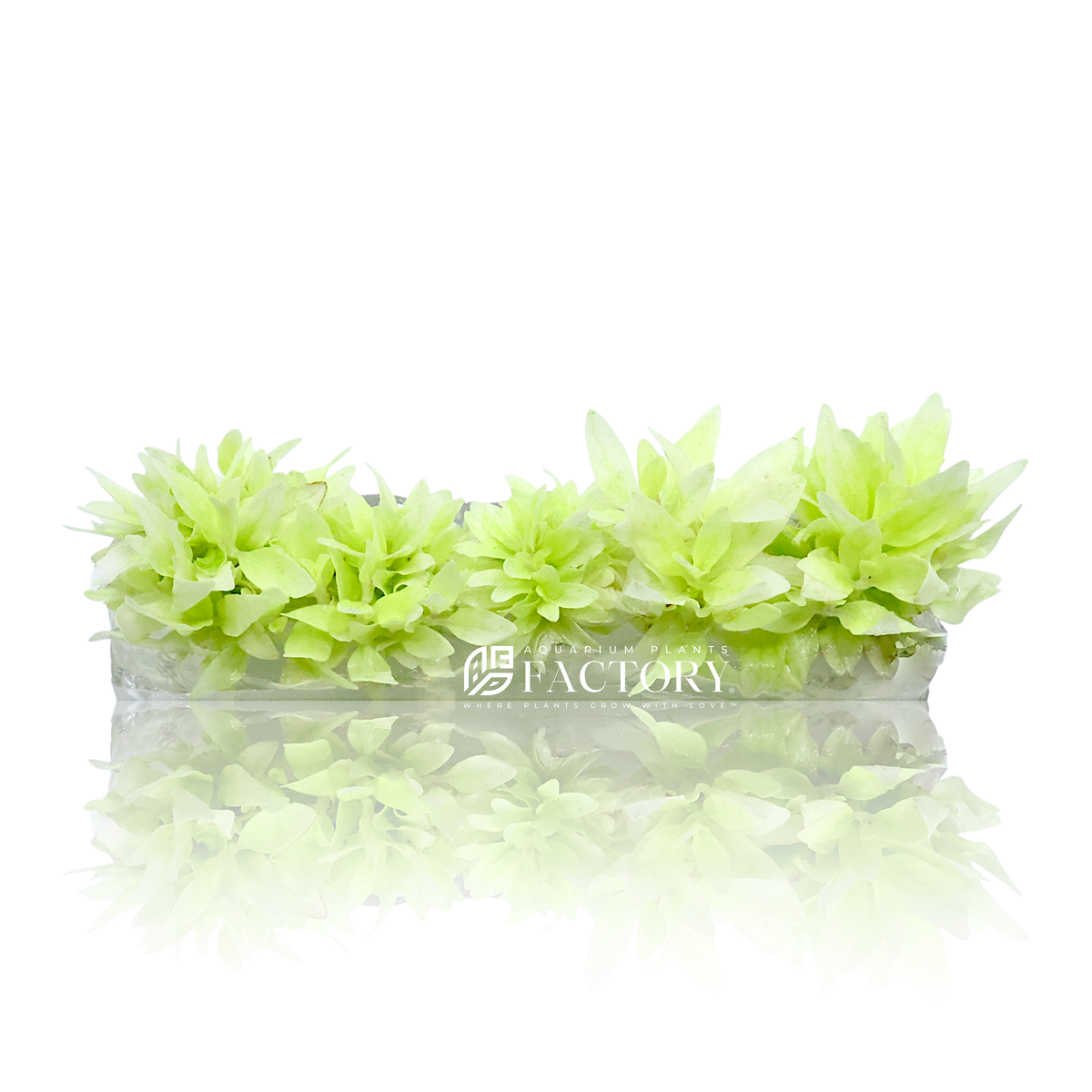 Staurogyne Repens White Albino Vitro Culture aquarium plant