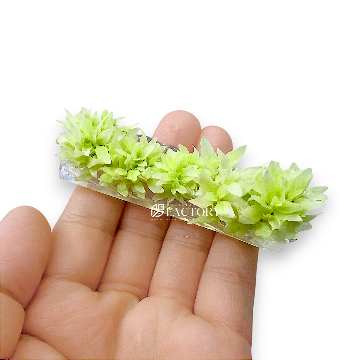 Staurogyne Repens White Albino Vitro Culture aquarium plant, photo 2