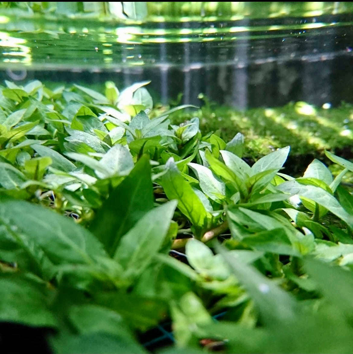 Staurogyne repens creating lush carpet in planted aquarium