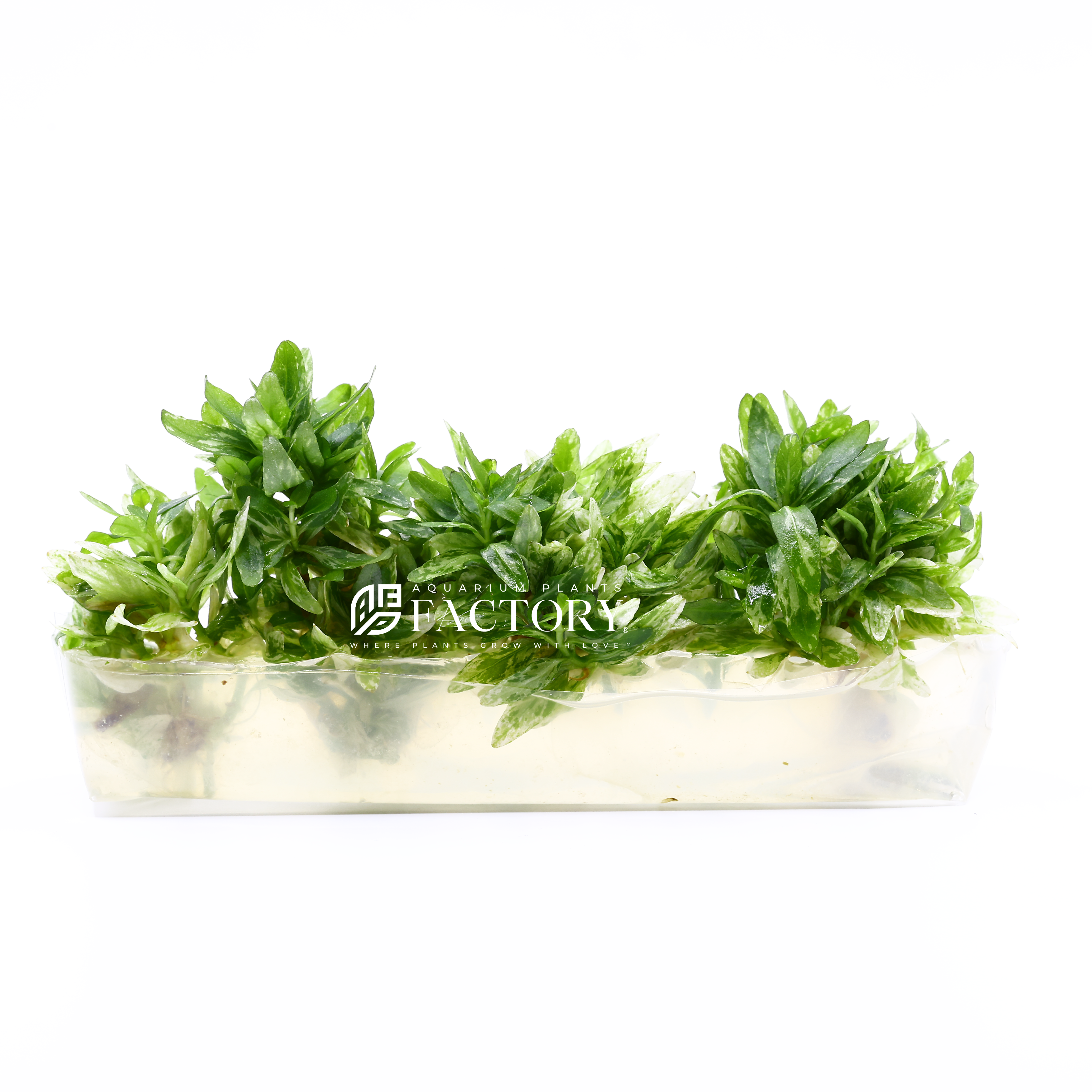 In June 2024, Aquarium Plants Factory introduces Staurogyne repens 'Starlight', a new variant with lighter, variegated leaves.  Staurogyne repens is a favorite among aquarists for its vibrant green leaves and compact growth. 'Starlight' adds a unique twist with its striped foliage, perfect for enhancing any aquascape.