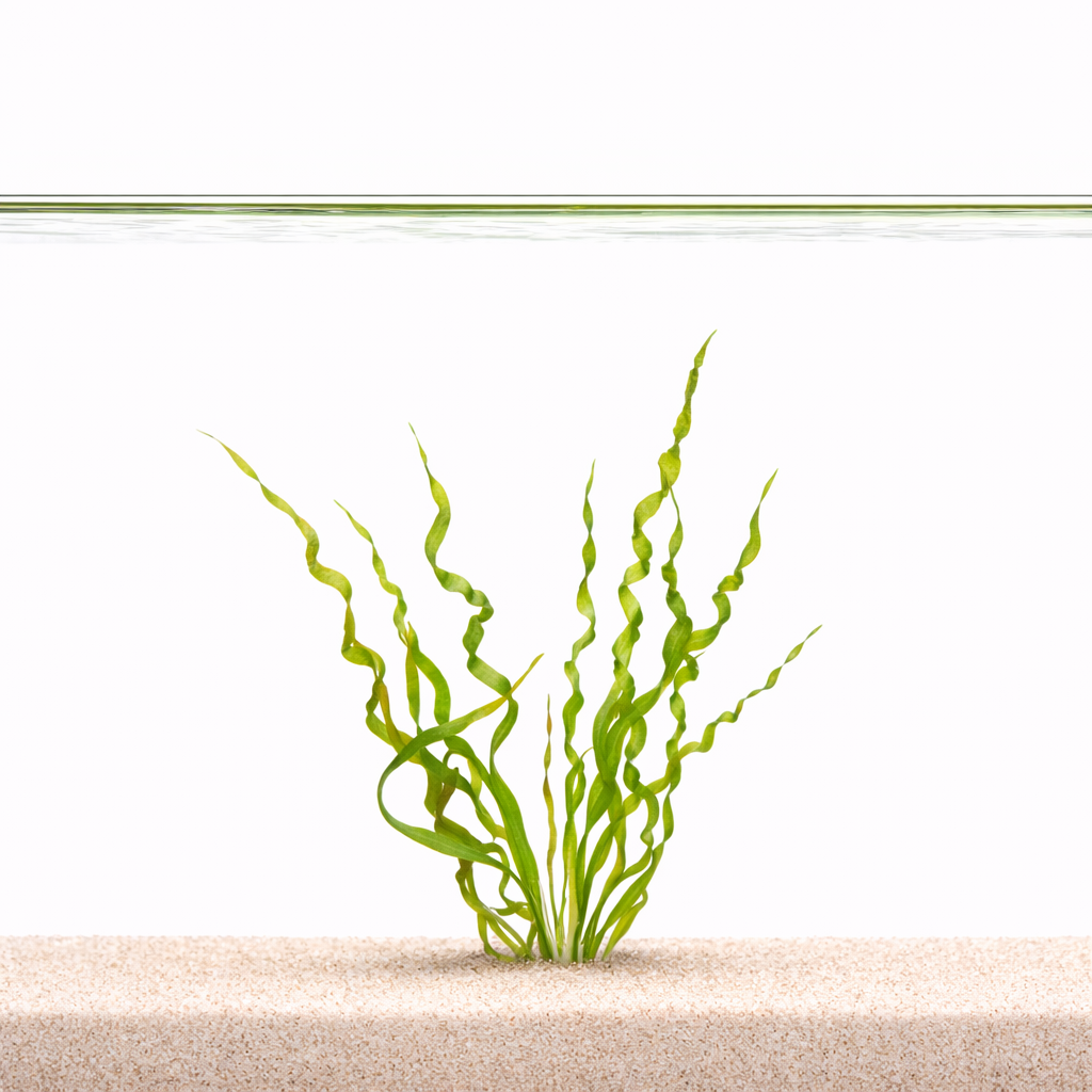 Helanthium Vesuvius (Twisted Chain Sword) aquarium plant, photo 2