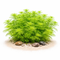 Myriophyllum mattogrossense showing lush, lime-green feathery fronds in a dense aquarium background.