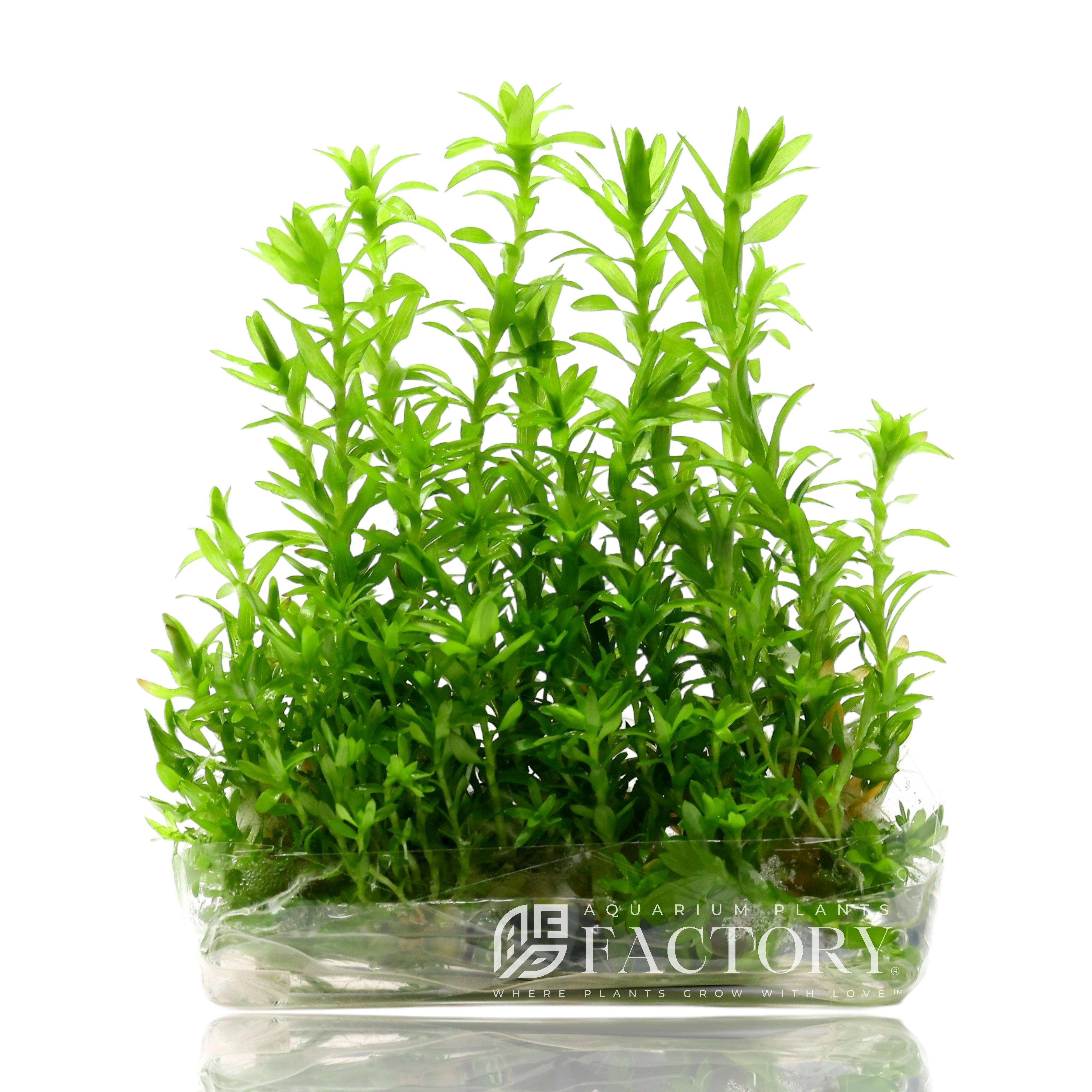 Tonina fluviatilis (Syngonanthus) in Vitro Culture® – Advanced Stem Plant for High-Tech Aquascapes
Also known as the Lotus Blossom in the aquascaping world, Tonina fluviatilis (Syngonanthus fluviatilis) is a rare and captivating aquarium stem plant celebrated for its symmetrical, pine-like leaves and vibrant green coloration. Grown using advanced Tissue Culture Technology, this plant is delivered in a clean, sealed Vitro Culture® bag filled with vitamin-enriched liquid or gel—ensuring maximum health and zer