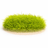 A lush, bright green carpet of Utricularia Graminifolia growing around dark aquascaping stones inside a clear glass aquarium.