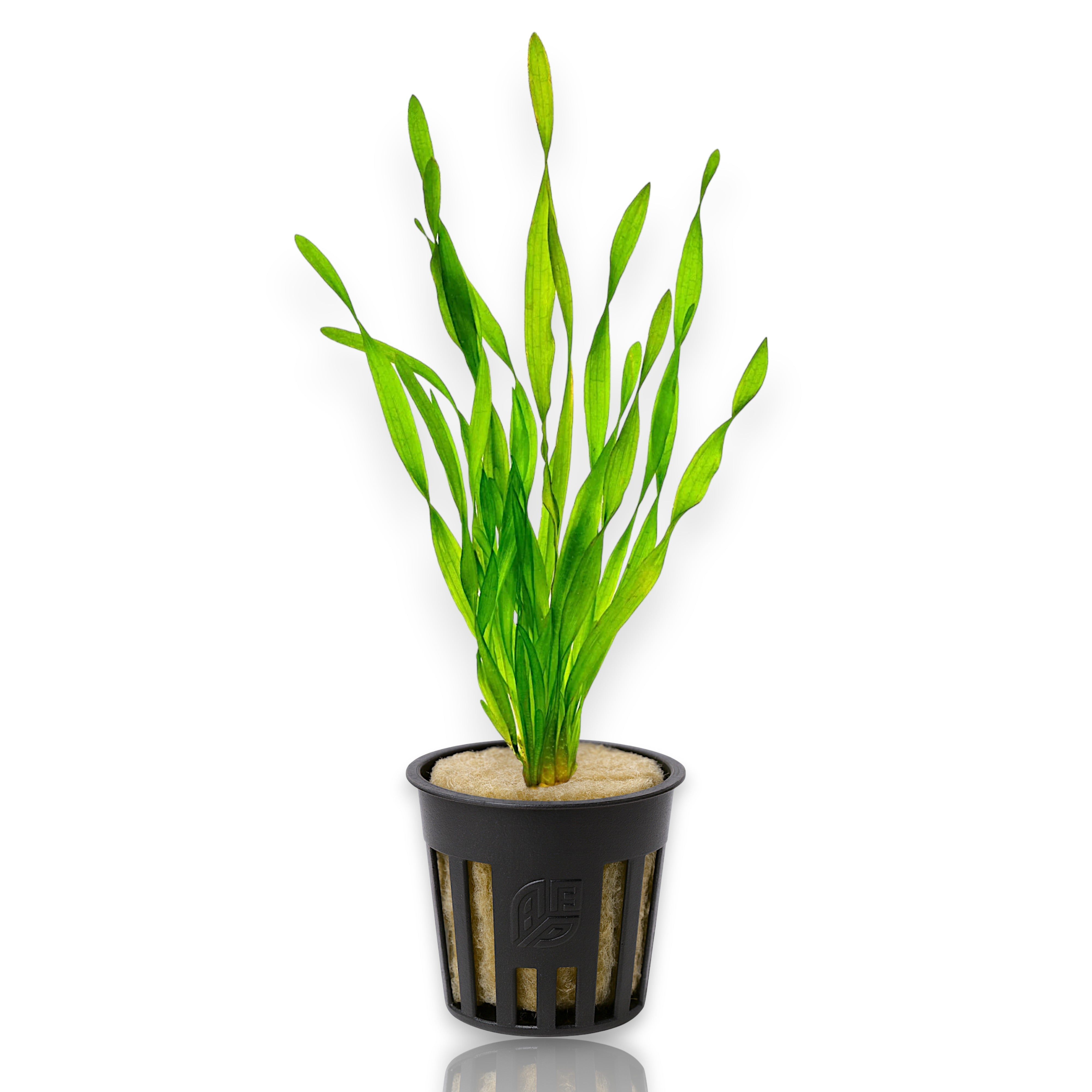 Close-up of healthy Vallisneria asiatica with bright green corkscrew-shaped foliage.