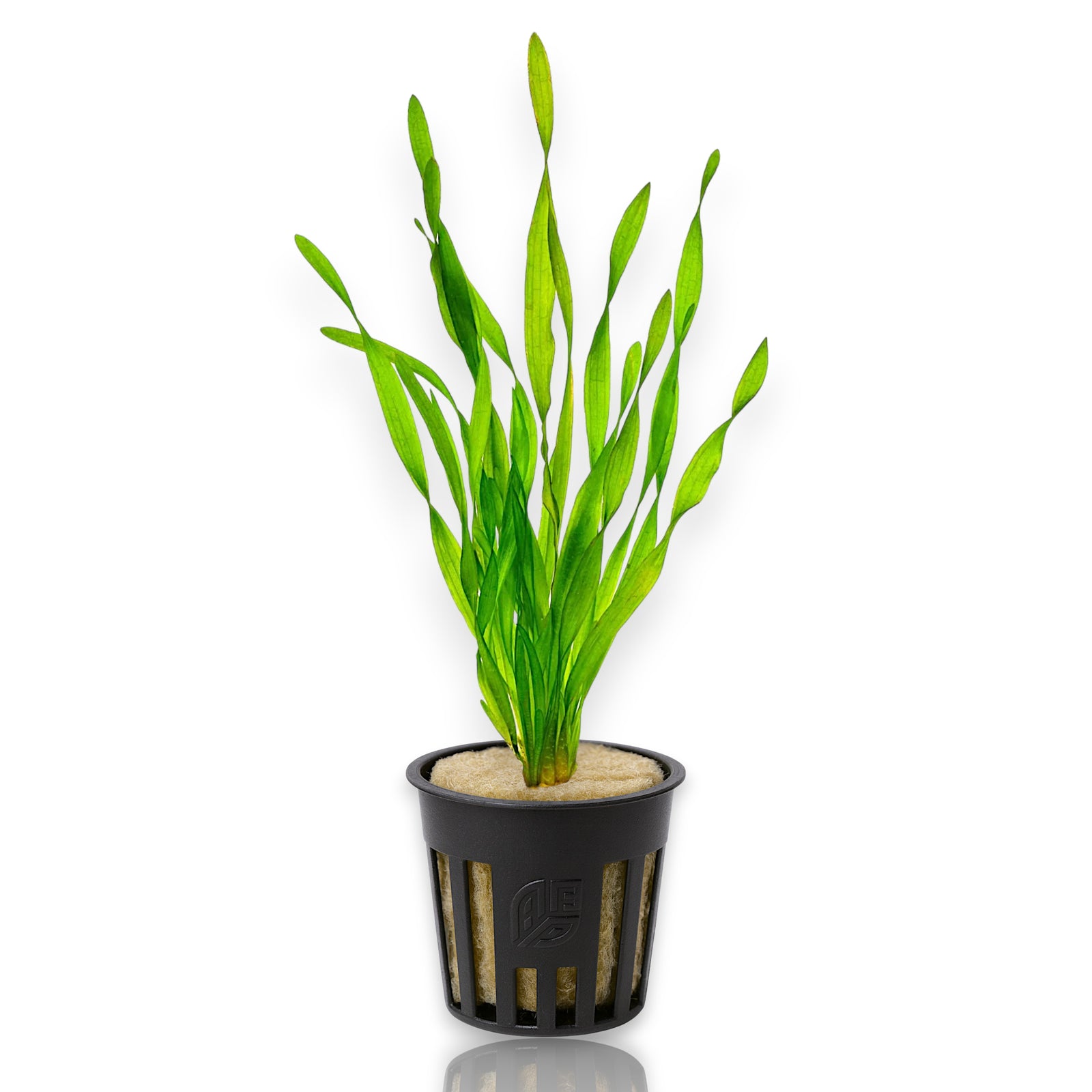Close-up of healthy Vallisneria asiatica with bright green corkscrew-shaped foliage.