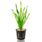 Close-up of healthy Vallisneria asiatica with bright green corkscrew-shaped foliage.