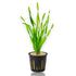 Close-up of healthy Vallisneria asiatica with bright green corkscrew-shaped foliage.