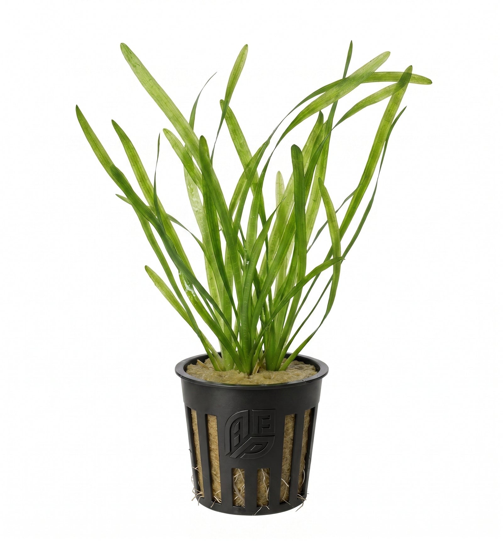 Potted Vallisneria Spiralis (Jungle Val) aquarium plant featuring long, slender green leaves in a black plastic net pot against a solid white background.