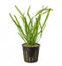 Potted Vallisneria Spiralis (Jungle Val) aquarium plant featuring long, slender green leaves in a black plastic net pot against a solid white background.