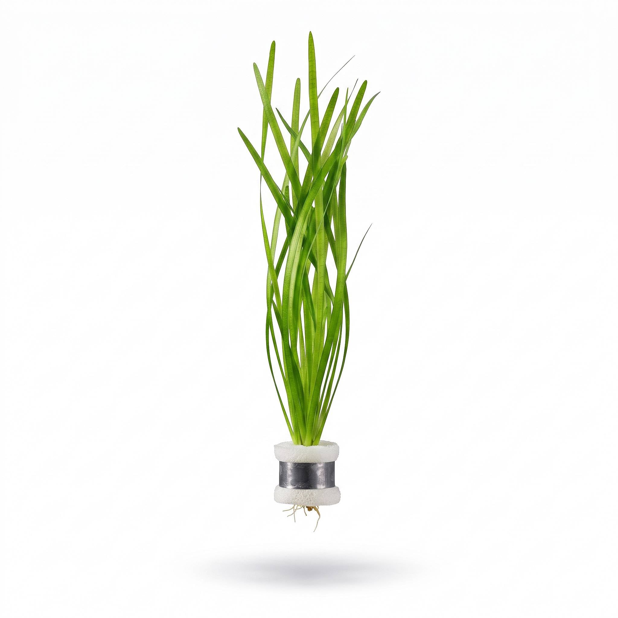 A Rooted Bunched Vallisneria Spiralis (Jungle Val) aquarium plant featuring long, slender bright green leaves bundled with foam and a plant weight, isolated on a white background.

