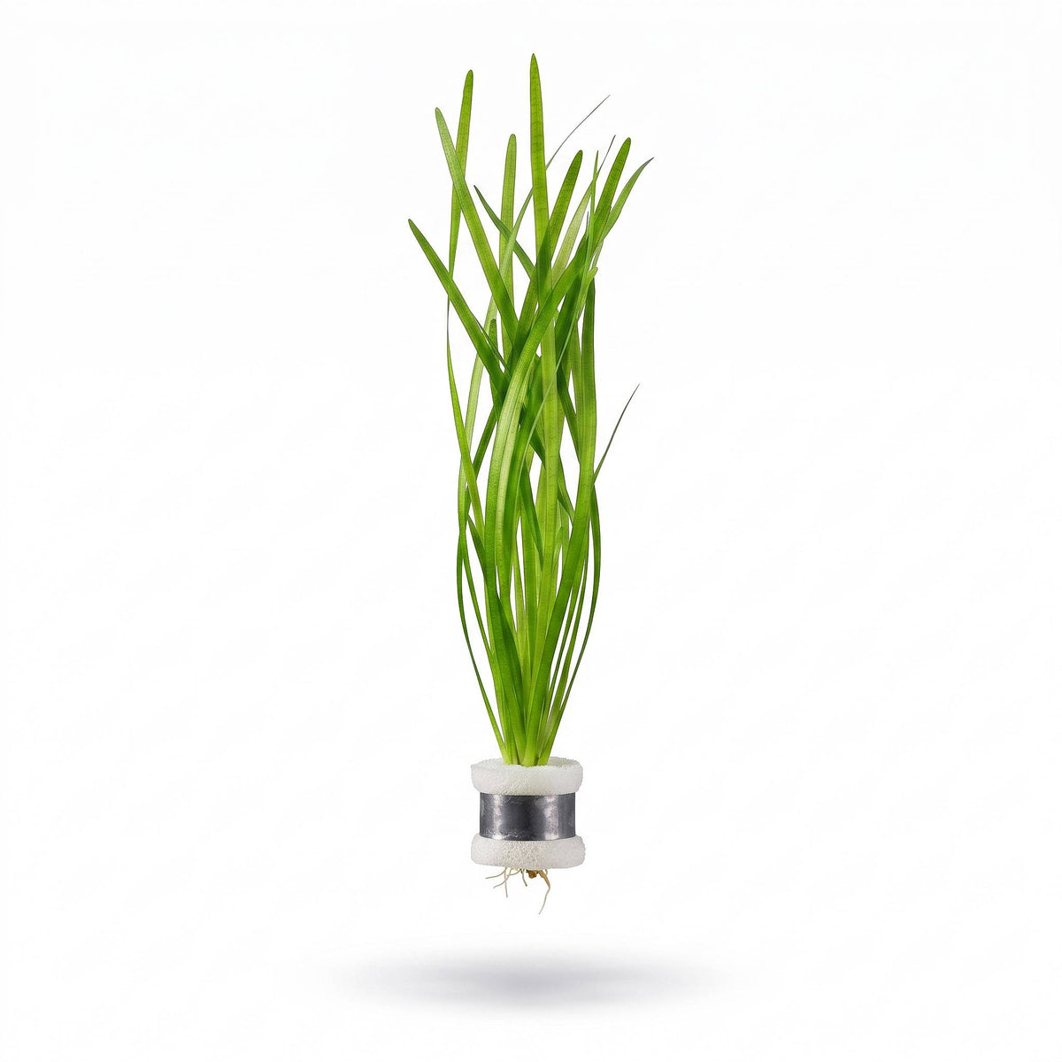 Vallisneria Spiralis (Jungle Val) aquarium plant, photo 2