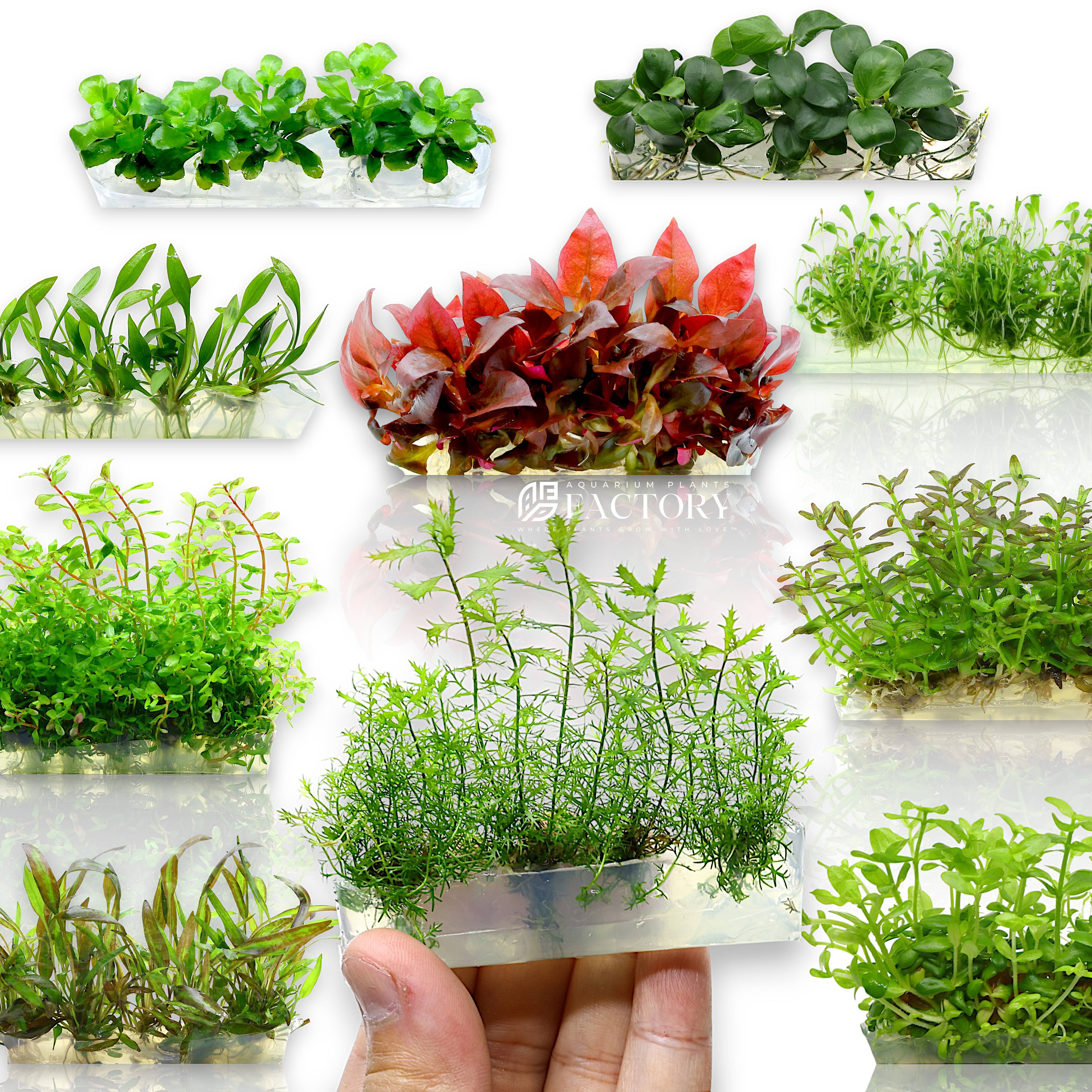 Vitro Culture Plants Package [Grower’s Choice] offers a surprise selection of 5 or 10 tissue culture packs, handpicked by our expert growers for quality and variety. Each sealed, sterile pack is approximately 4 inches in size, yielding numerous small starter plants that are ideal for both low-tech and high-tech planted aquariums.